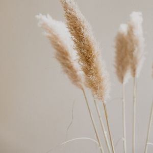 Meet your Posher, Anne